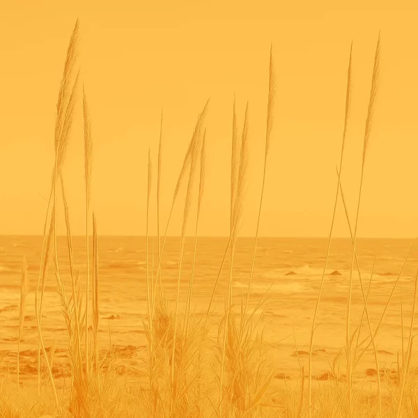 Photography Beach_Vass